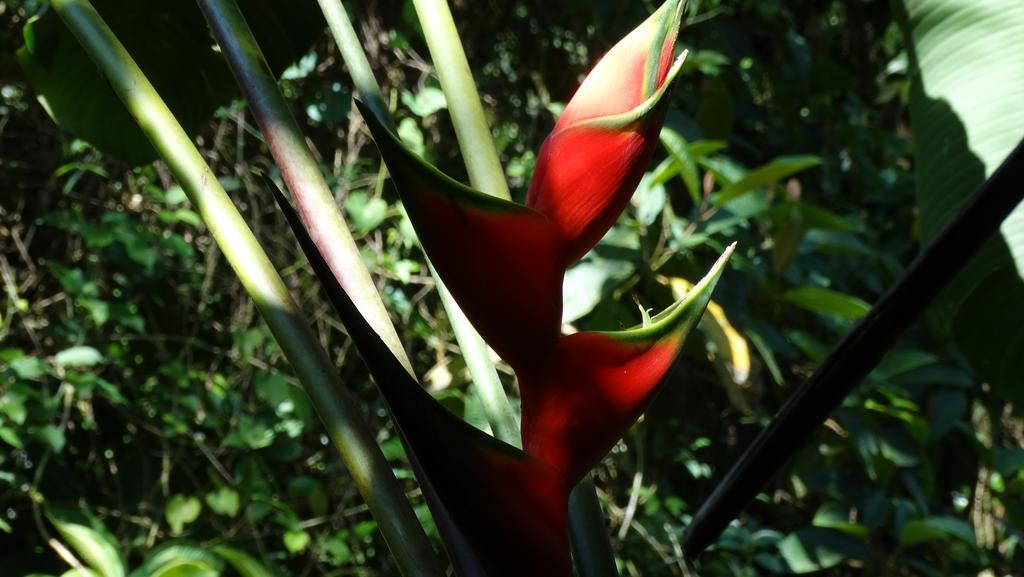 Chales Bangalos Itamambuca Ubatuba Exterior foto